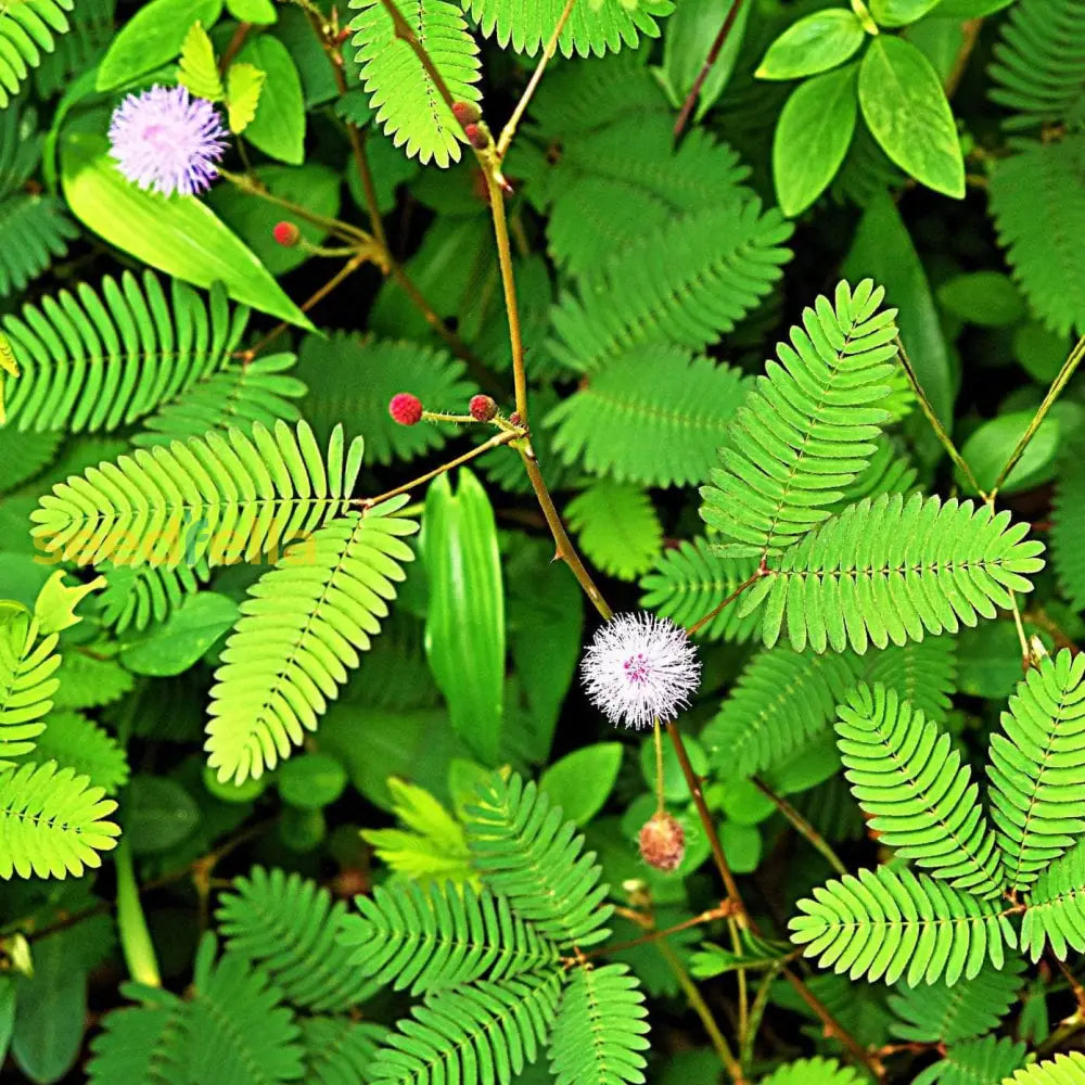 Indoor Sensitive Plant potted growth