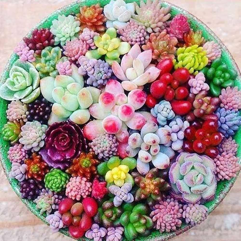 Indoor Succulent Garden from Seeds