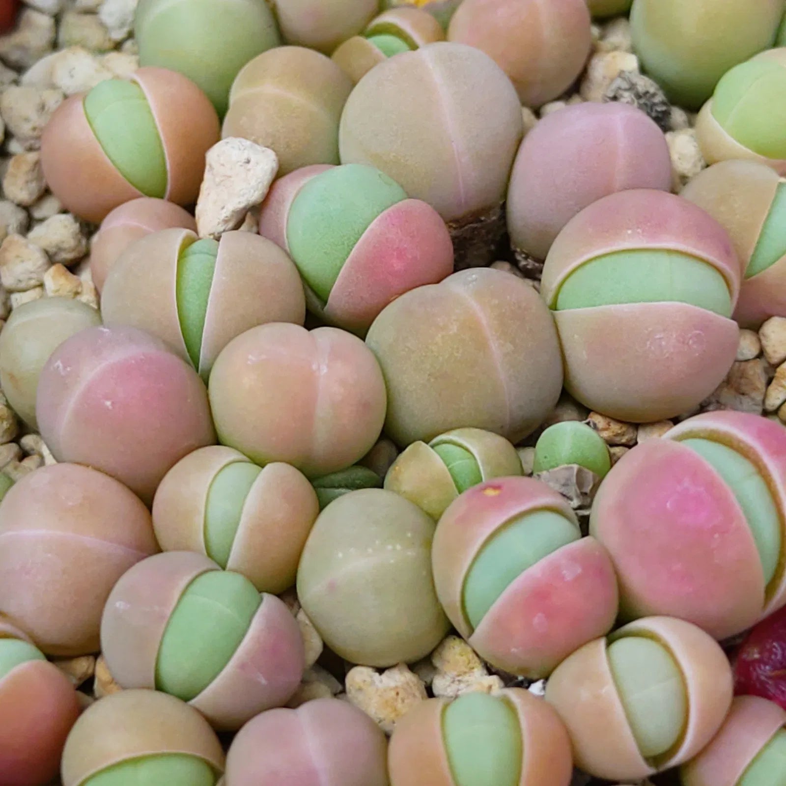 Gibbaeum seeds ideal for rock gardens and containers
