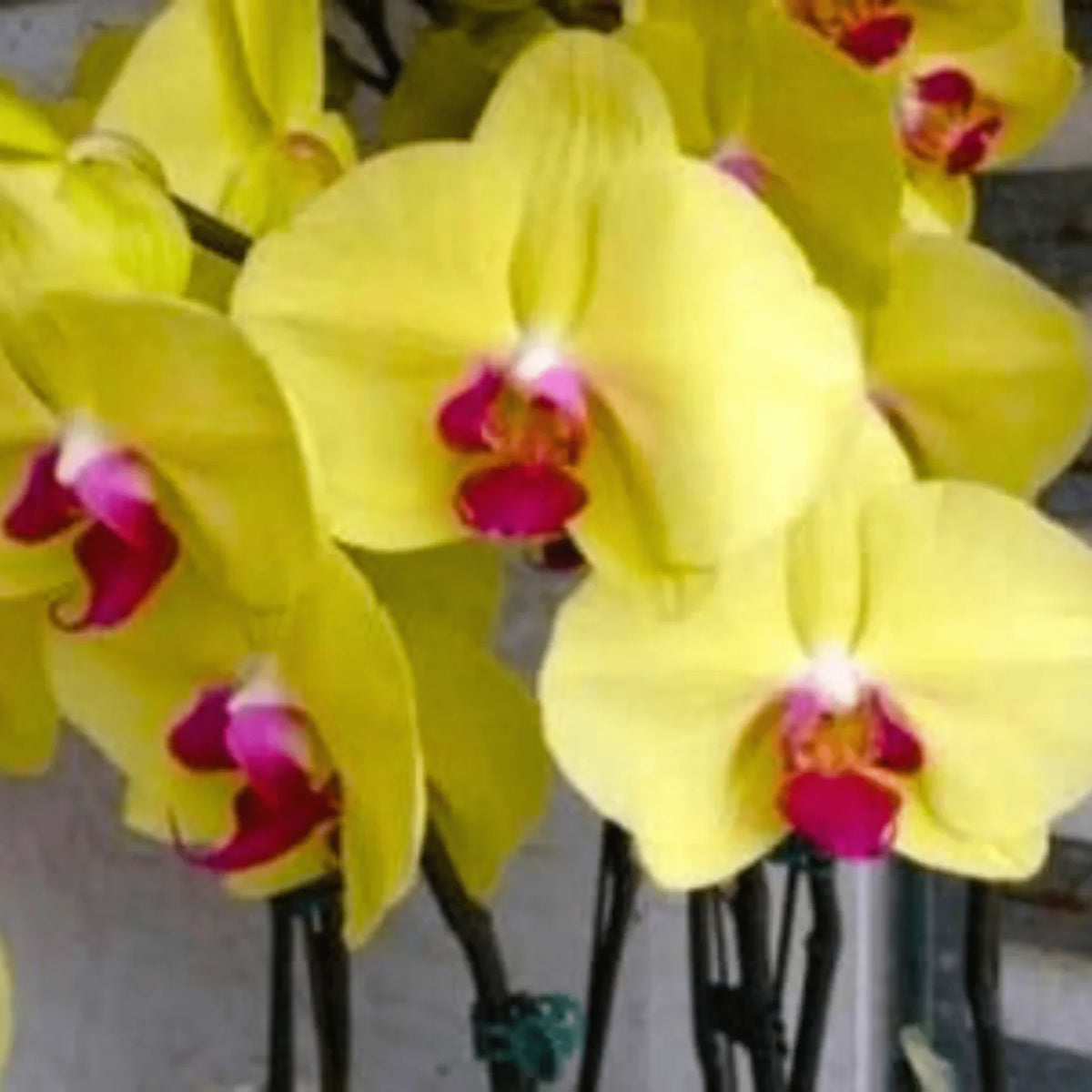 Indoor Yellow Brown Orchid Seeds