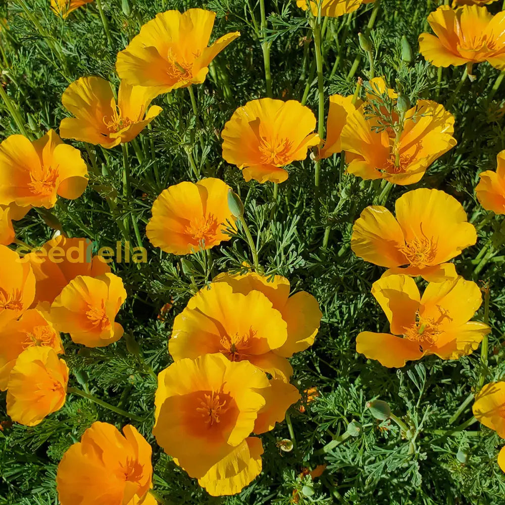 Indoor Yellow Eschscholzia Seeds