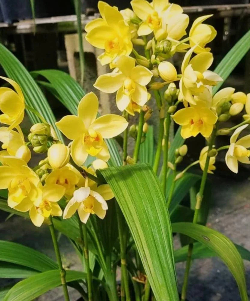 Yellow Orchid Plant Growing Indoors