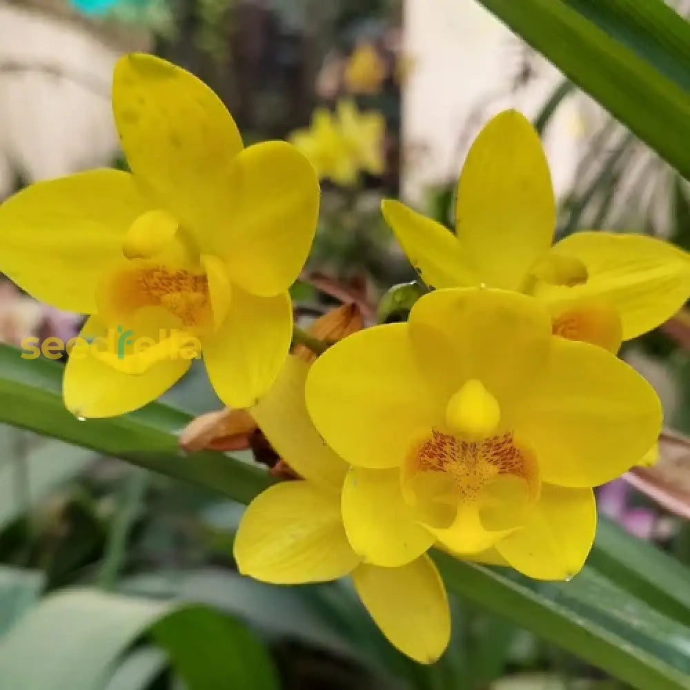 Indoor Yellow Phalaenopsis Seeds