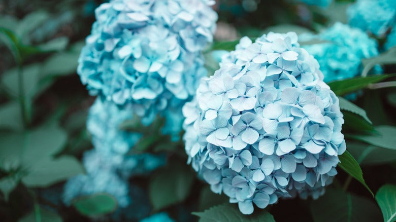 Sky Blue Azalea Seeds For Planting - Bring Stunning Blooms To Your Garden