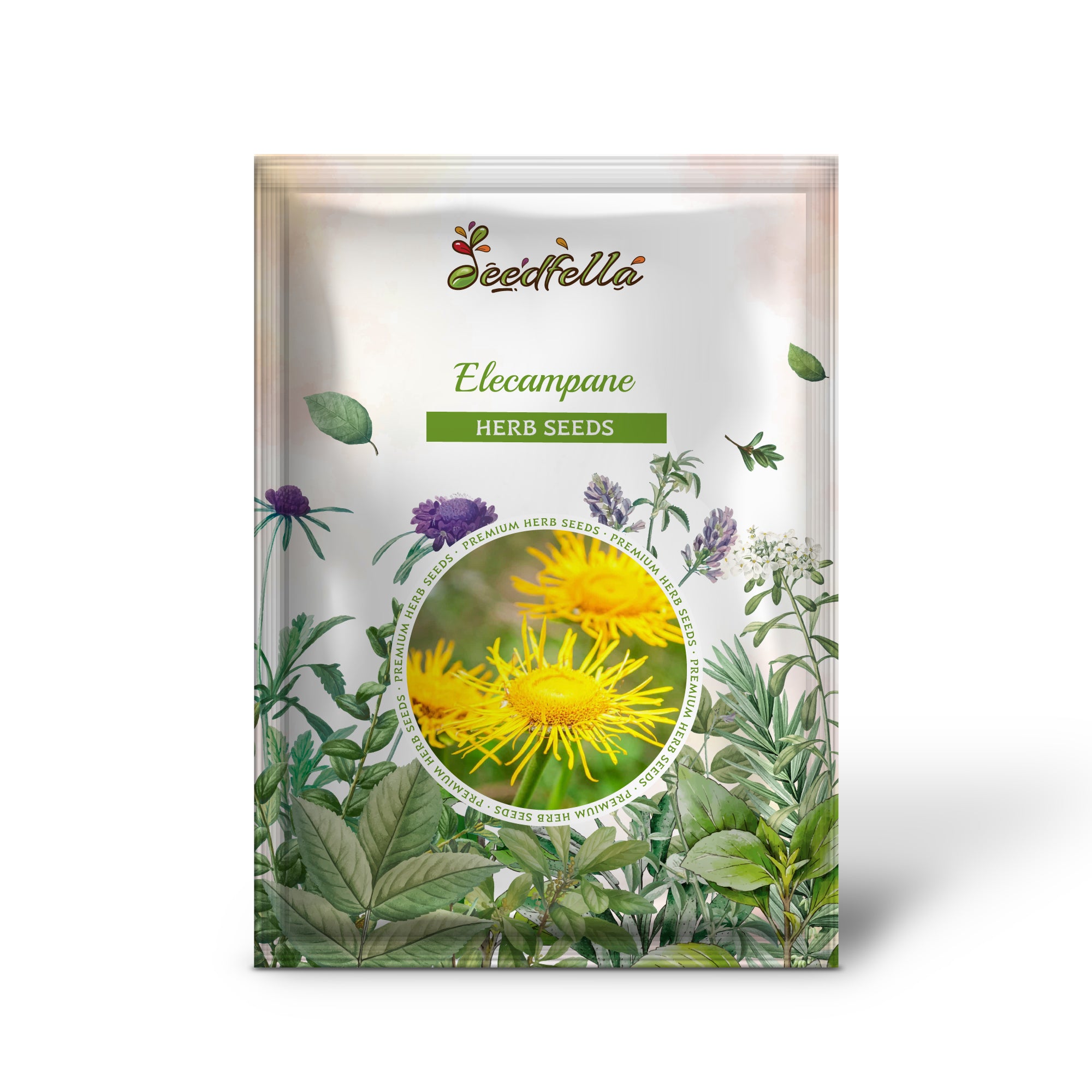 Inula helenium yellow flowers attracting pollinators grown from seeds