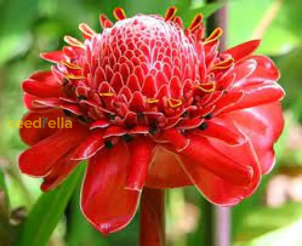 Iridescent Red Torch Ginger Flower Seeds For Easy Planting