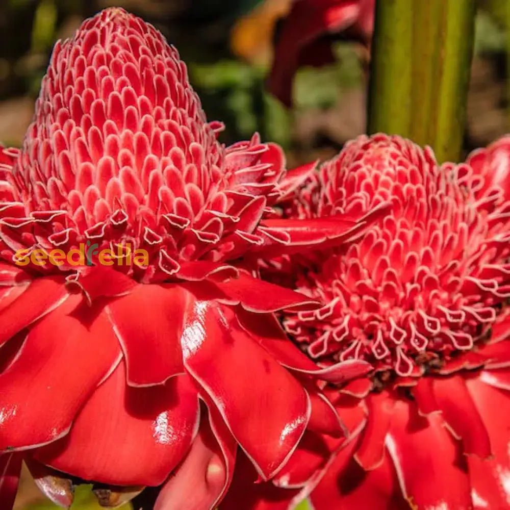 Iridescent Red Torch Ginger Flower Seeds For Easy Planting