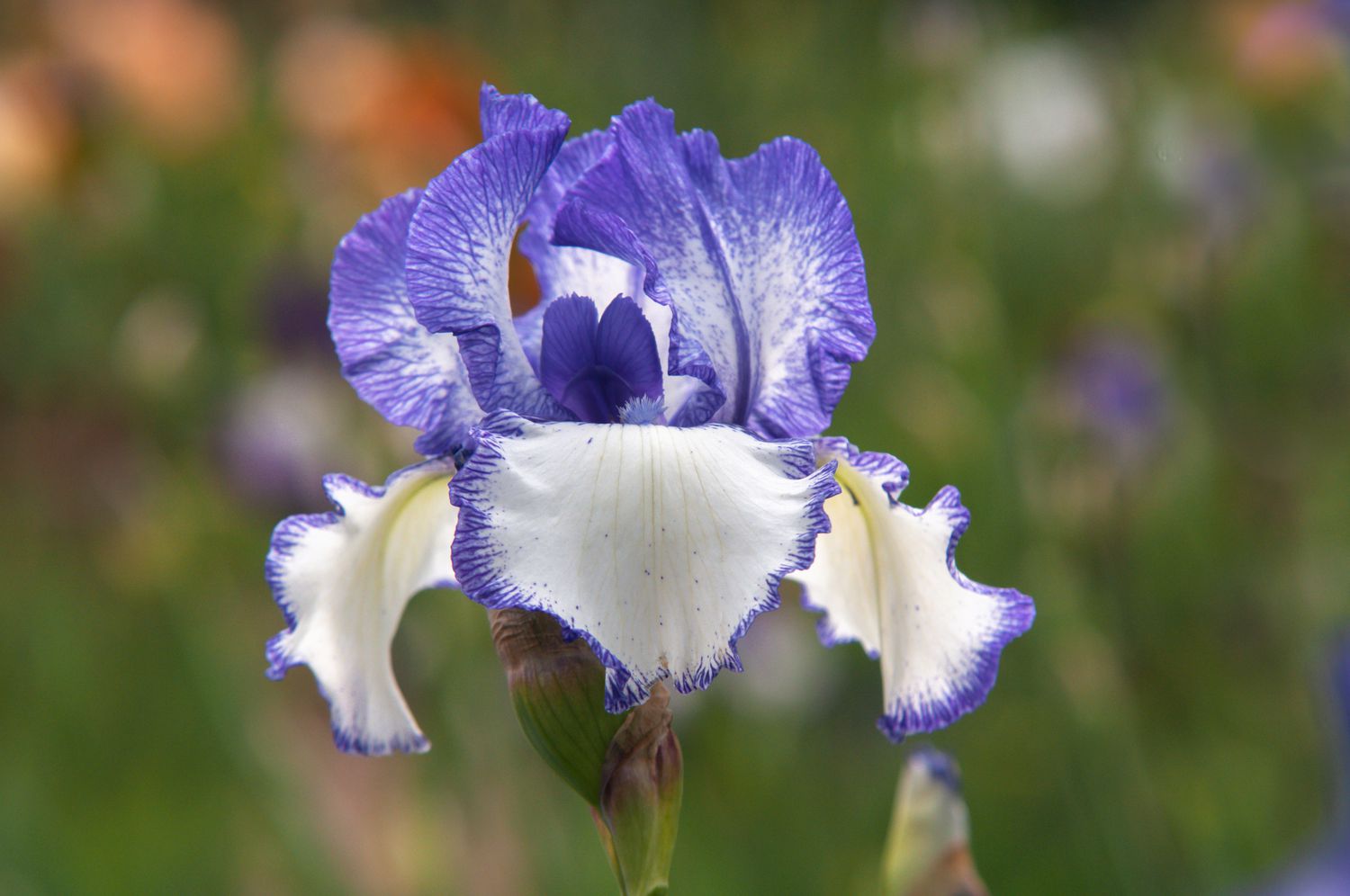 Bearded Flower Seeds - Unique Blooms For Your Garden | Planting Guide