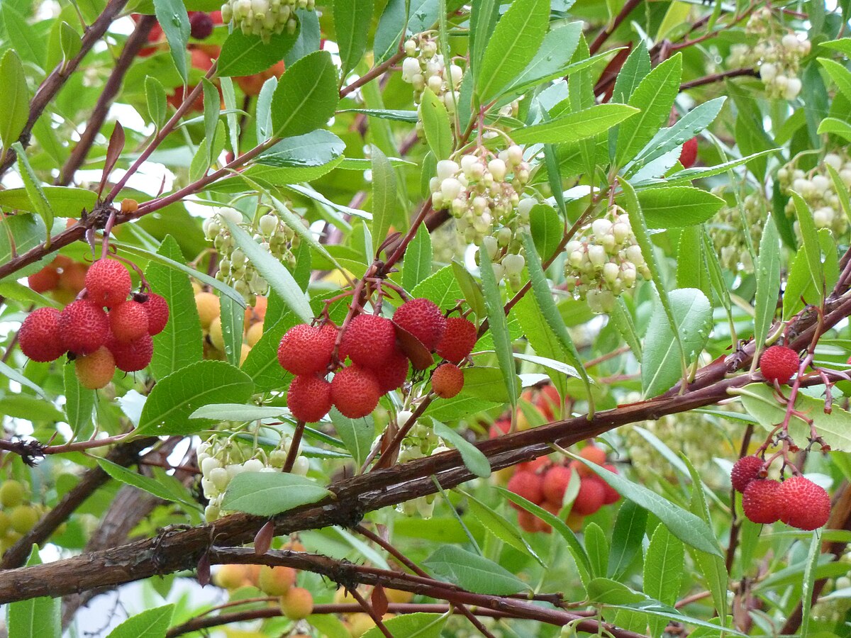 Irish Killarney Tree Seeds – Arbutus unedo Non-GMO Edible Fruit Tree