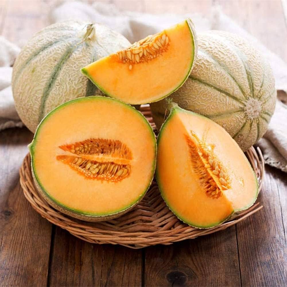 Iroquois cantaloupe melon seeds growing on healthy green melon vines