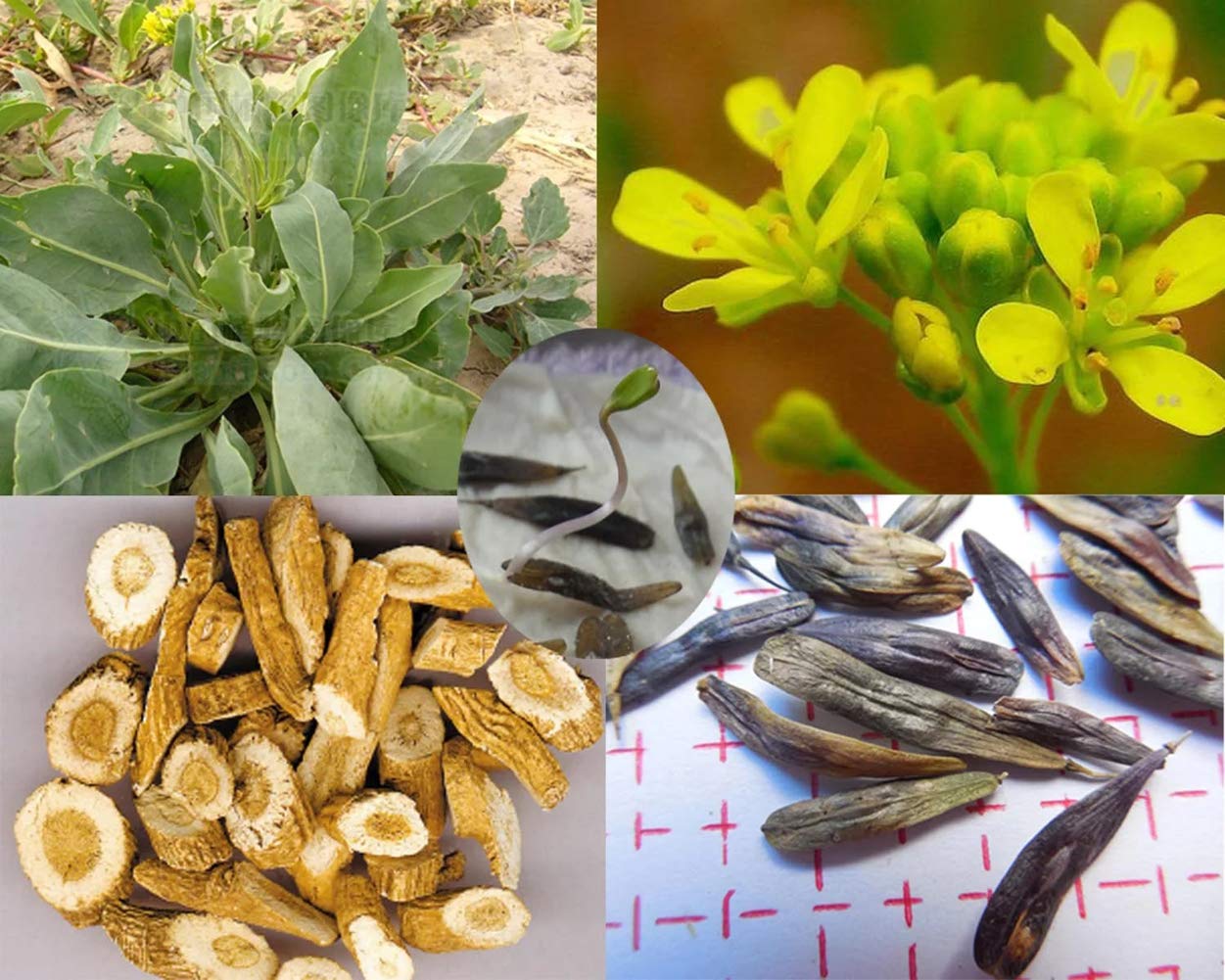 Isatis tinctoria blue-green foliage grown from seeds