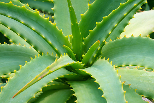 Aloe Cameron Seeds For Planting - Grow Unique Green In Your Garden