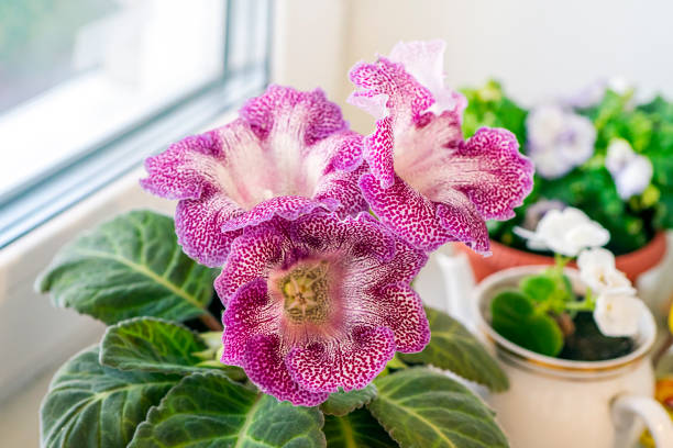 Vibrant Gloxinia Flower Seeds - Pink & White For Colorful Garden Displays | Ideal Planting