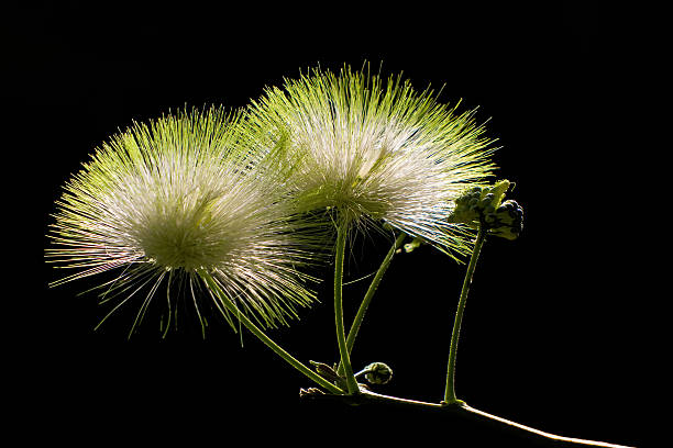 Albizia Flower Seeds For Planting White - Grow The Delicate Albizias To Brighten Your Garden