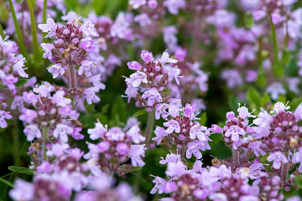 Violet Serpyllum Flower Seeds For Planting