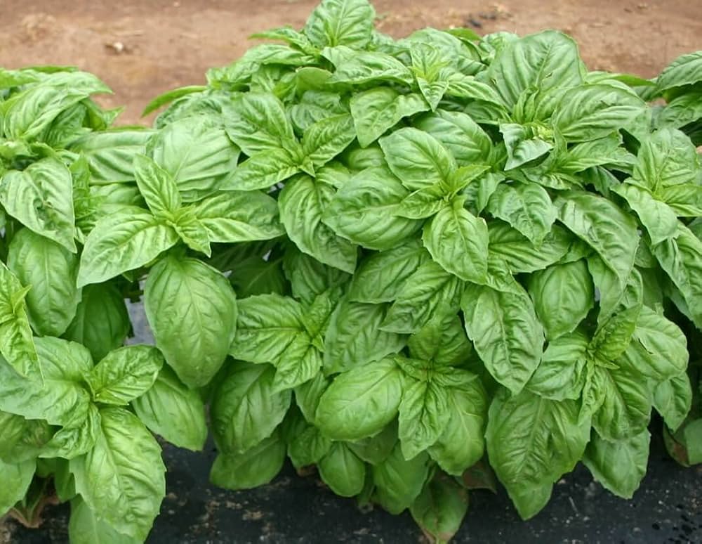Italian Large Leaf Basil plants thriving from seeds in a garden bed
