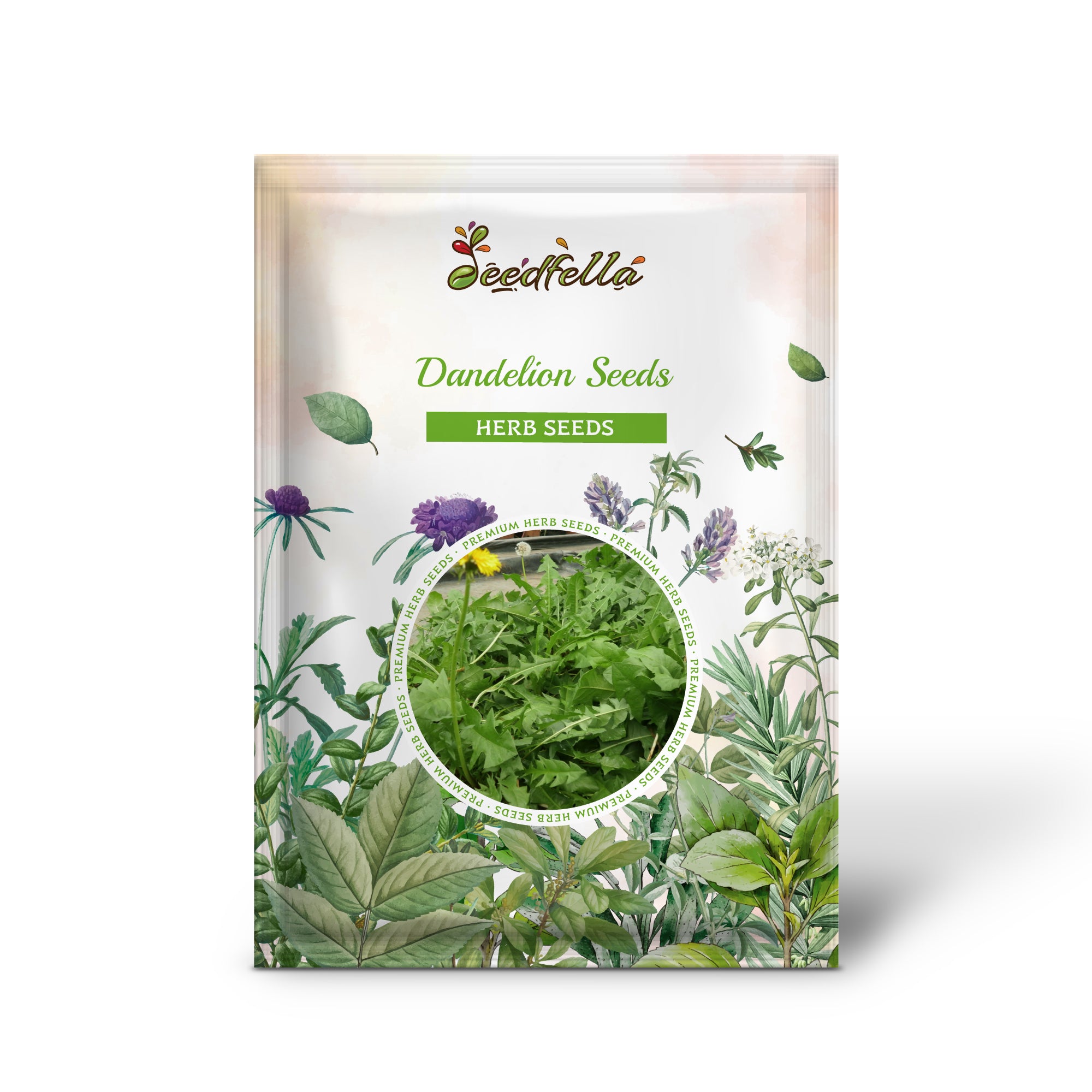 Non-GMO Italian Dandelion seeds deep green leaves
