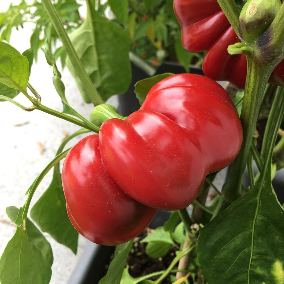 Italian heirloom Topepo Rosso pepper seeds for planting