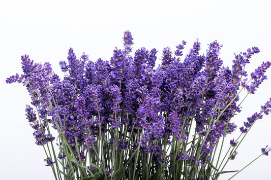 Italian Lavender Lavandula Angustifolia Non-GMO Seeds for Planting