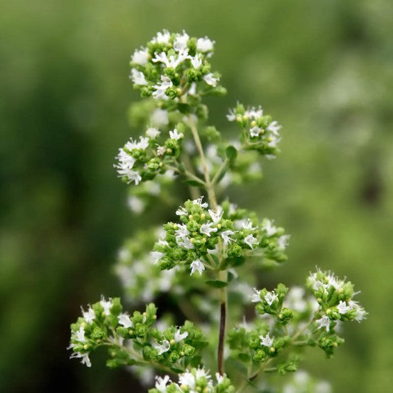 Mature Italian Oregano herb with bushy foliage