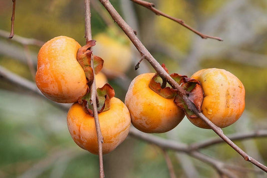 Italian Persimmon Seeds Diospyros lotus dateplum fruit tree