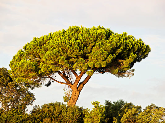 Italian Stone Pine (Pinus pinea) seeds for planting