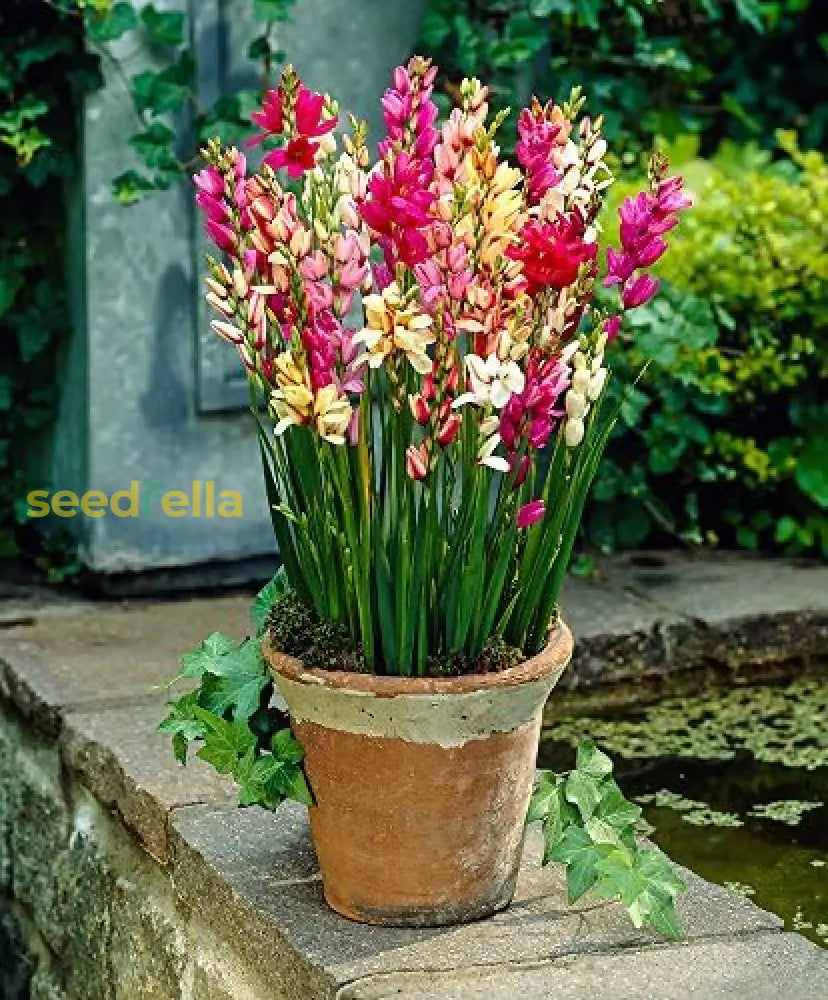 Ixia Flower Seeds For Planting  Vibrant Blooms Your Garden