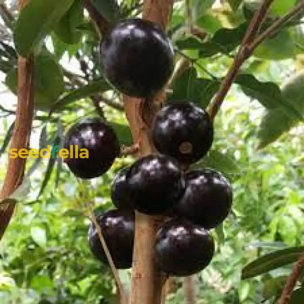 Jaboticaba Fruit Seeds For Planting  Grow Exotic Tropical In Your Garden