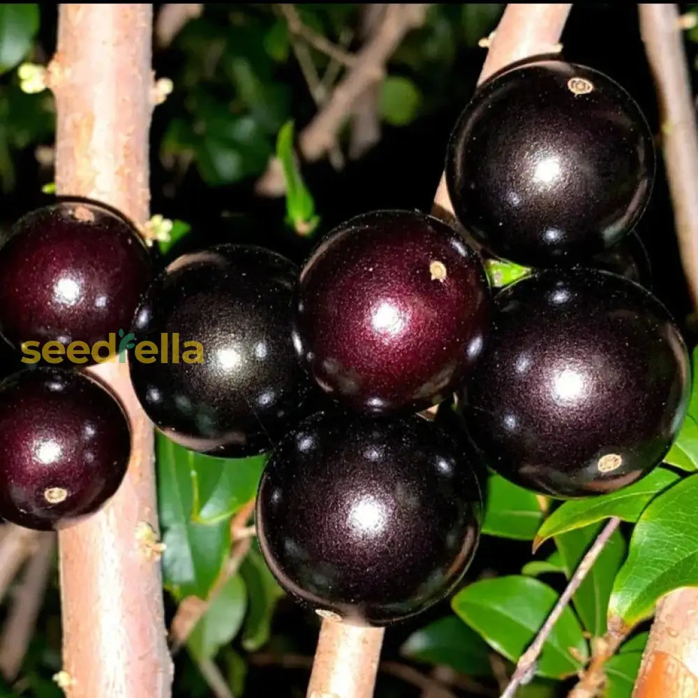 Jaboticaba Fruit Seeds For Planting  Grow Exotic Tropical In Your Garden