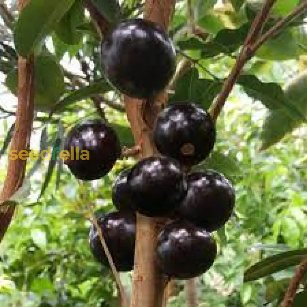 Jaboticaba Fruit Seeds for Planting Tropical Fruit Trees