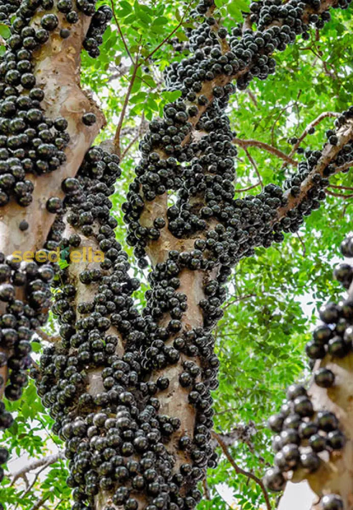 Jabuticaba Fruit Growing on Tree Trunk