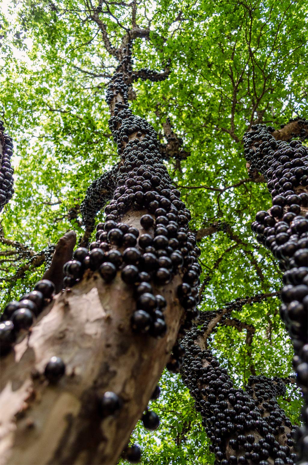 Jabuticaba seeds showing fruits growing directly on tree trunk