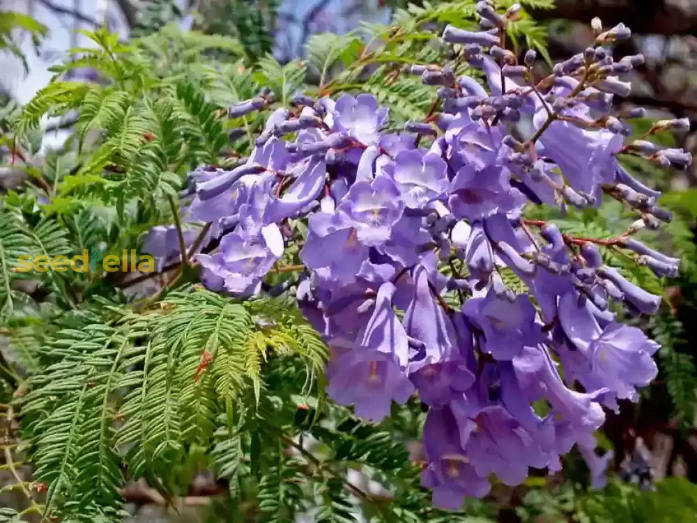 Jacaranda Flower Seeds For Planting  Create A Vibrant Garden