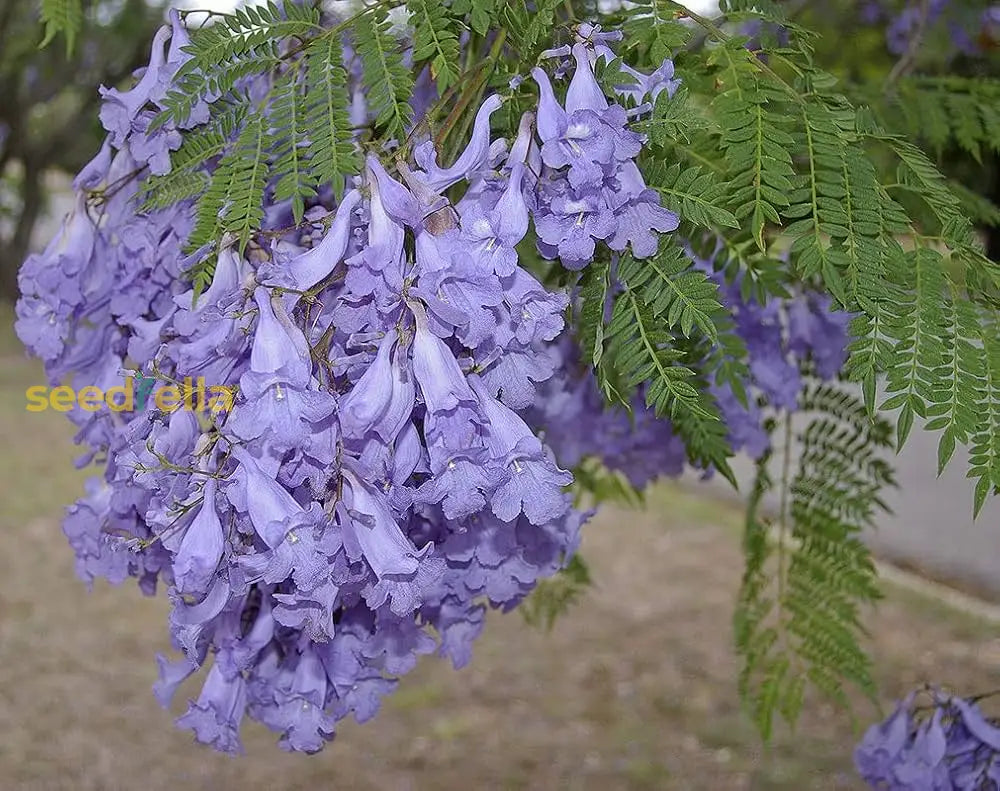 Jacaranda Flower Seeds For Planting  Create A Vibrant Garden