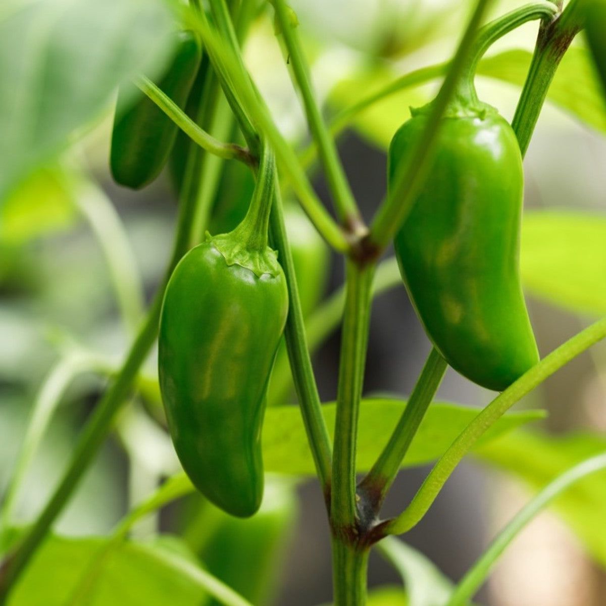 Non GMO Jalapeno seeds easy to plant