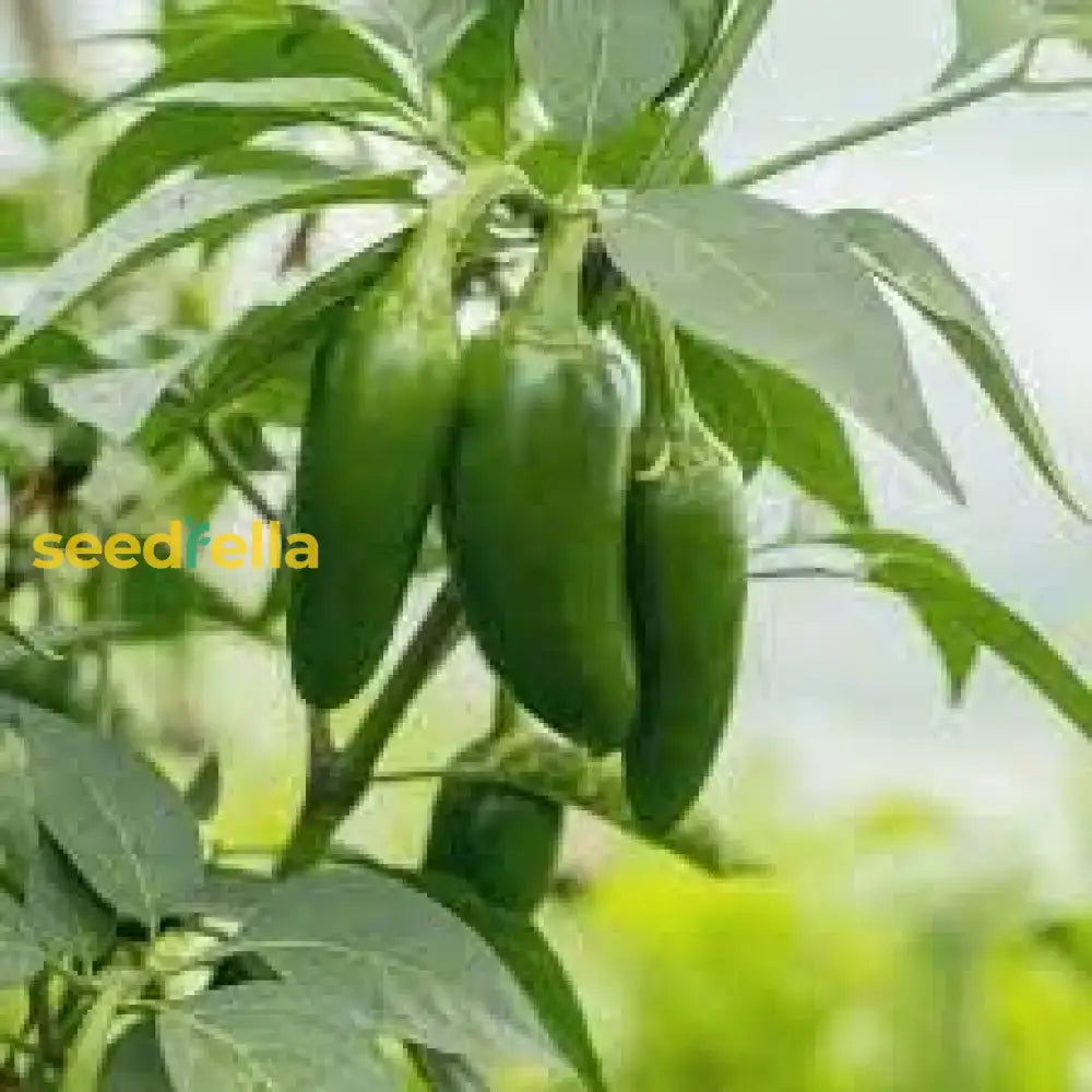 Jalapeno Pepper Seeds For Vegetable Planting Seeds