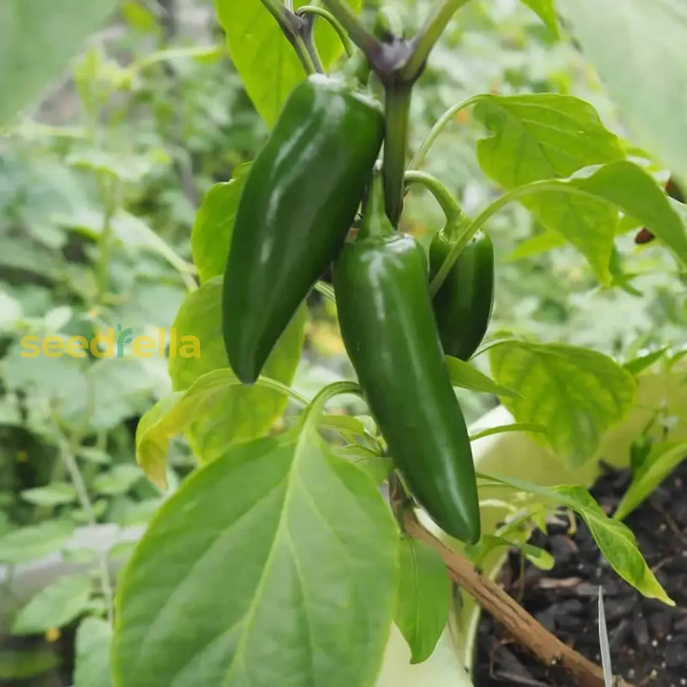 Jalapeno pepper seeds warm season gardening