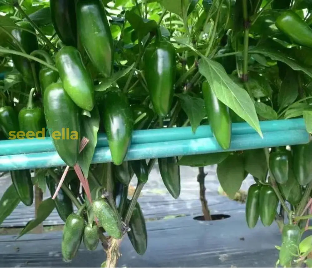 Jalapeno seeds for home garden planting