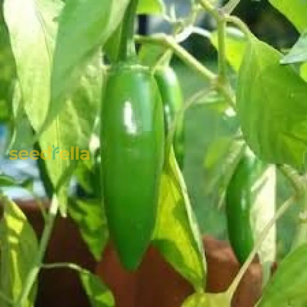 Jalapeno Seeds For Vegetable Planting Seeds