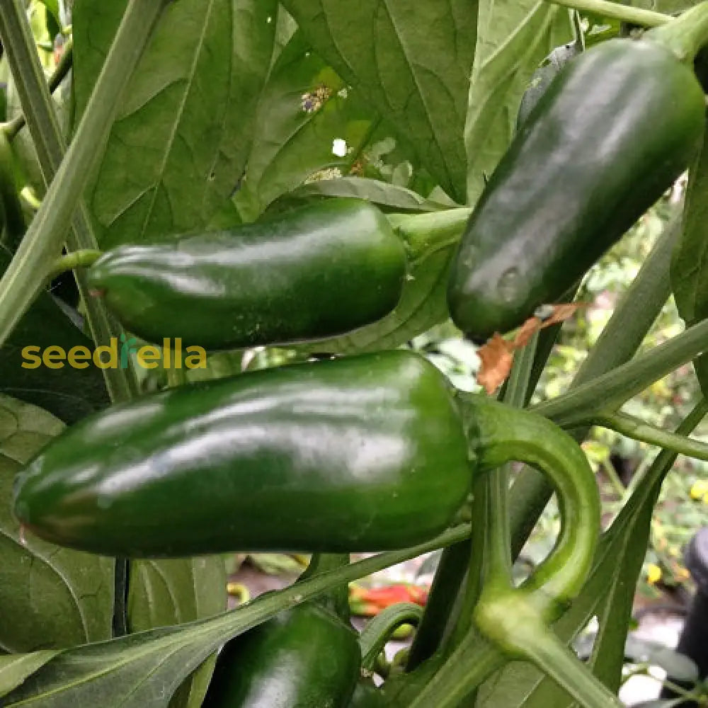 High quality Jalapeno seeds non GMO
