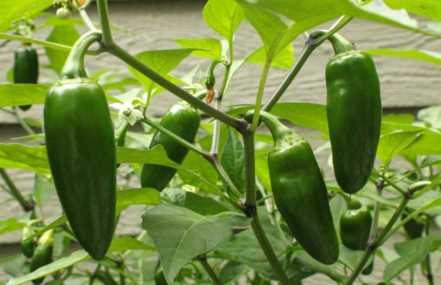 Jalapeno upright plant seeds for garden