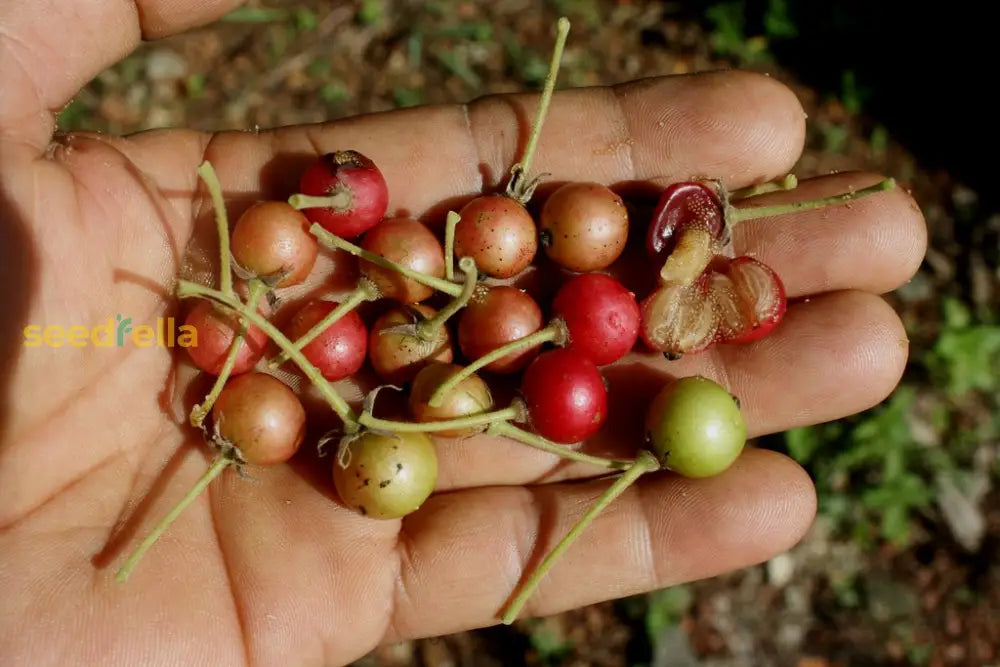 Jamaican Cherry Muntingia Seeds for Easy Growing