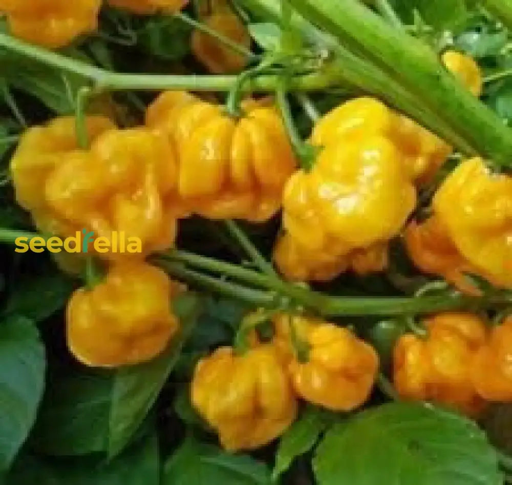 Jamaican Scotch Bonnet Pepper Seeds For Planting  Hot Variety Flower