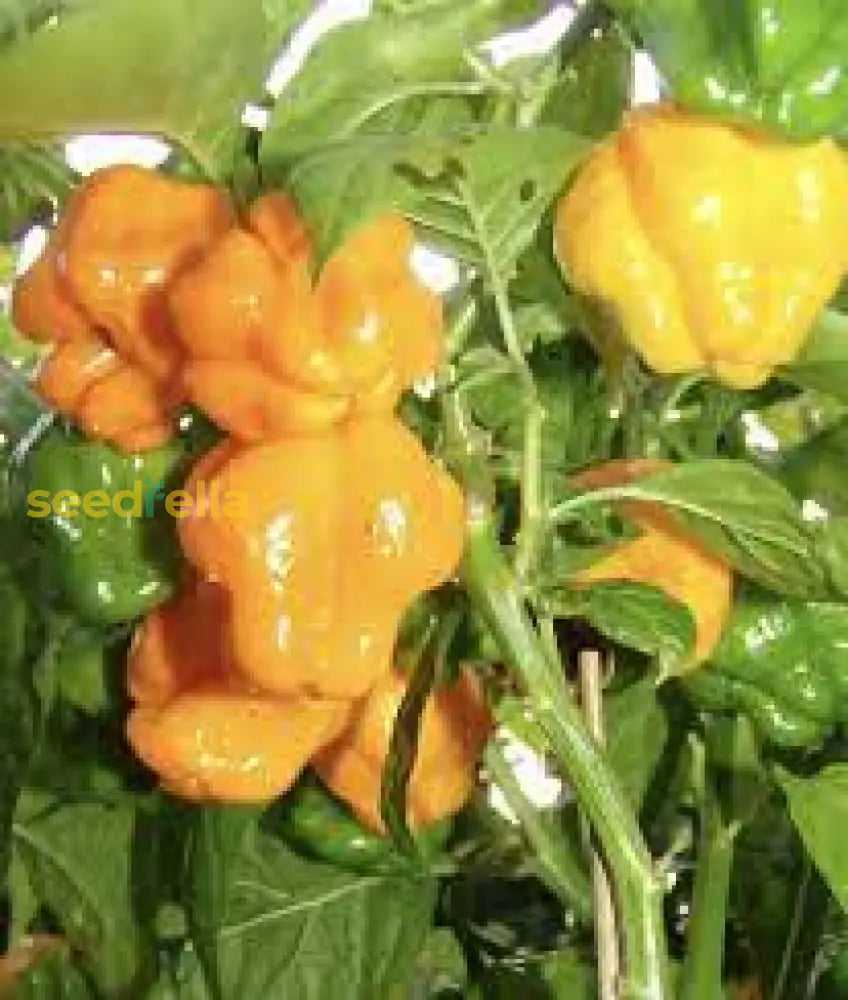 Jamaican Scotch Bonnet Pepper Seeds For Planting  Hot Variety Flower