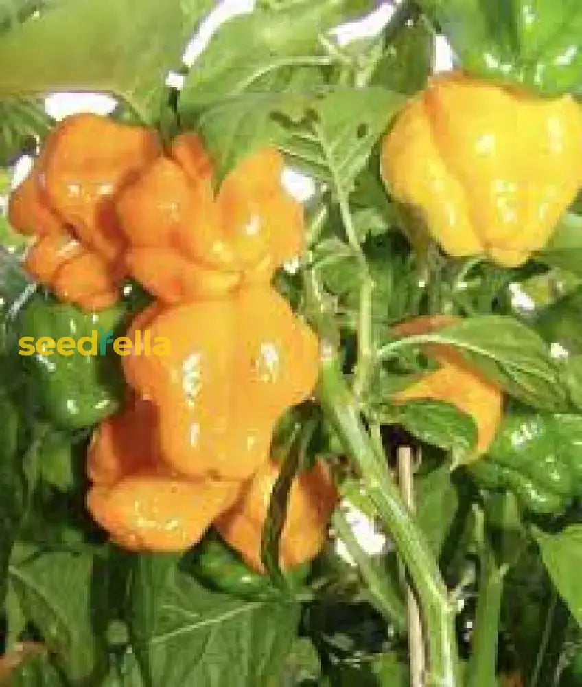 Jamaican Scotch Bonnet Pepper Seeds For Planting  Hot Variety Flower