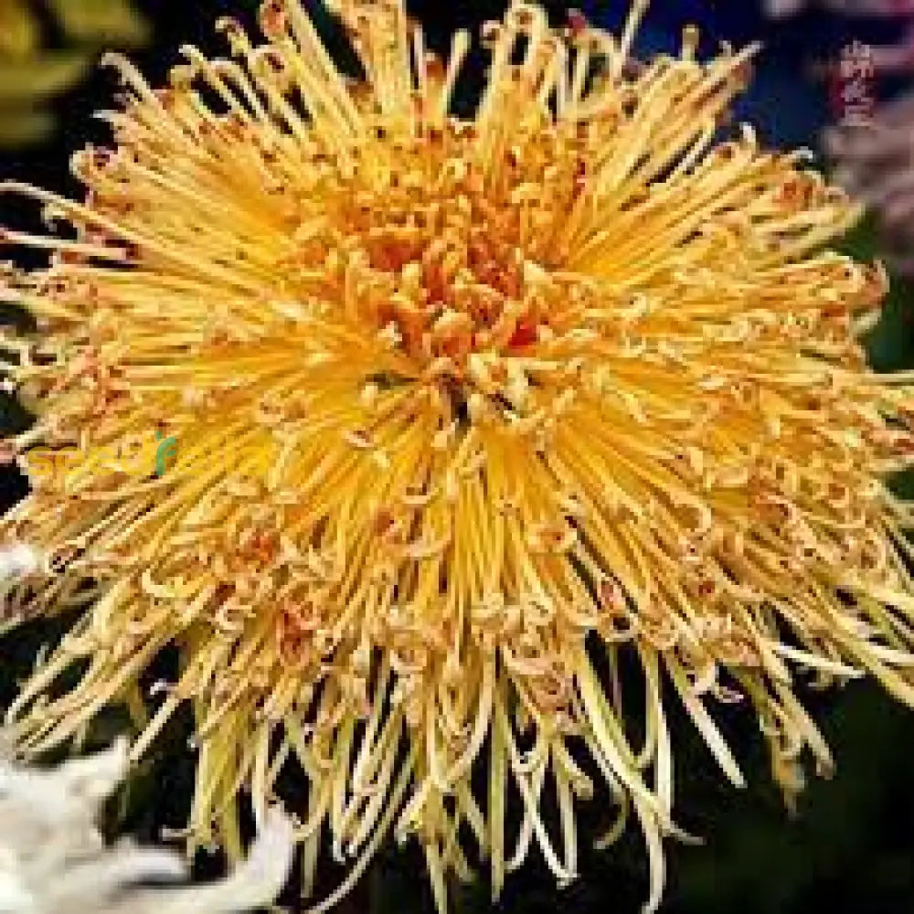 Japan Spider Chrysanthemums Seeds For Planting - Unique Floral Beauty Flower