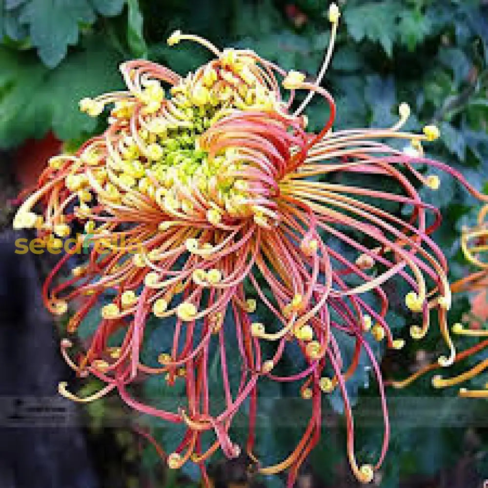 Japan Spider Chrysanthemums Seeds For Planting - Unique Floral Beauty Flower