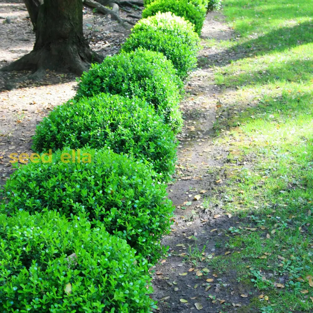 Japanese Boxwood Seeds Buxus Microphylla Broadleaf Evergreen Deer & Rabbit Resistant Low