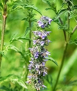 Japanese Catnip herb growing in garden bed