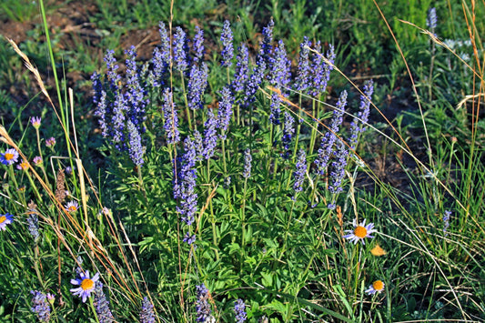 Packet of Japanese Catnip herb purple flower seeds